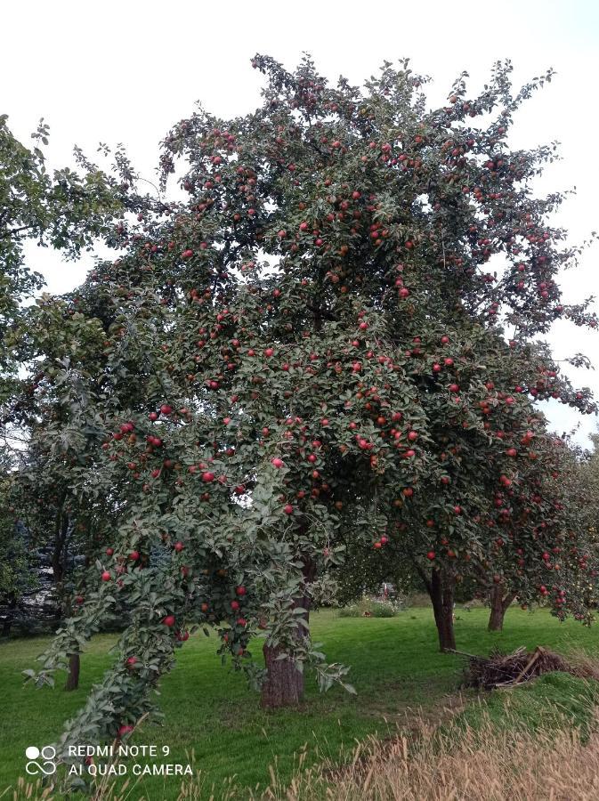 Róże i Jabłonie Agroturystyka Gryfów Śląski Exterior foto