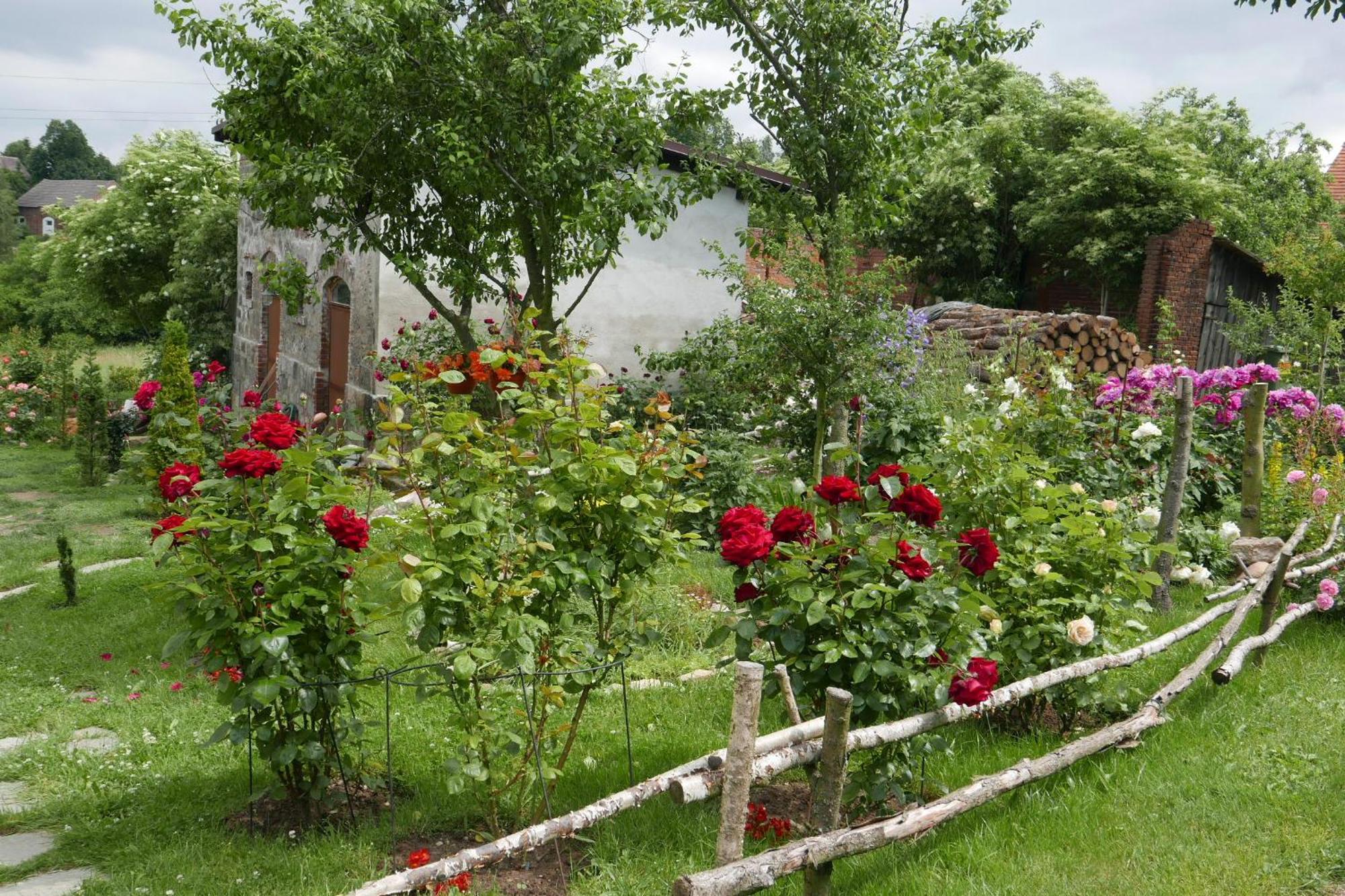 Róże i Jabłonie Agroturystyka Gryfów Śląski Exterior foto